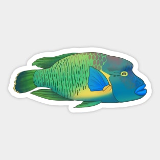 Napoleonfish (Humphead Wrasse) Sticker